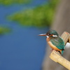 カワセミ