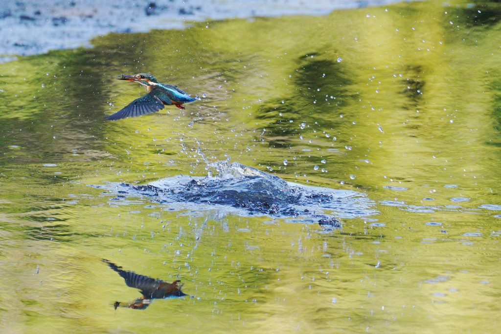 カワセミと池に映る木々の色１