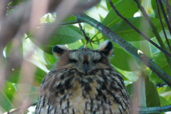 ねむねむトラフズクちゃん