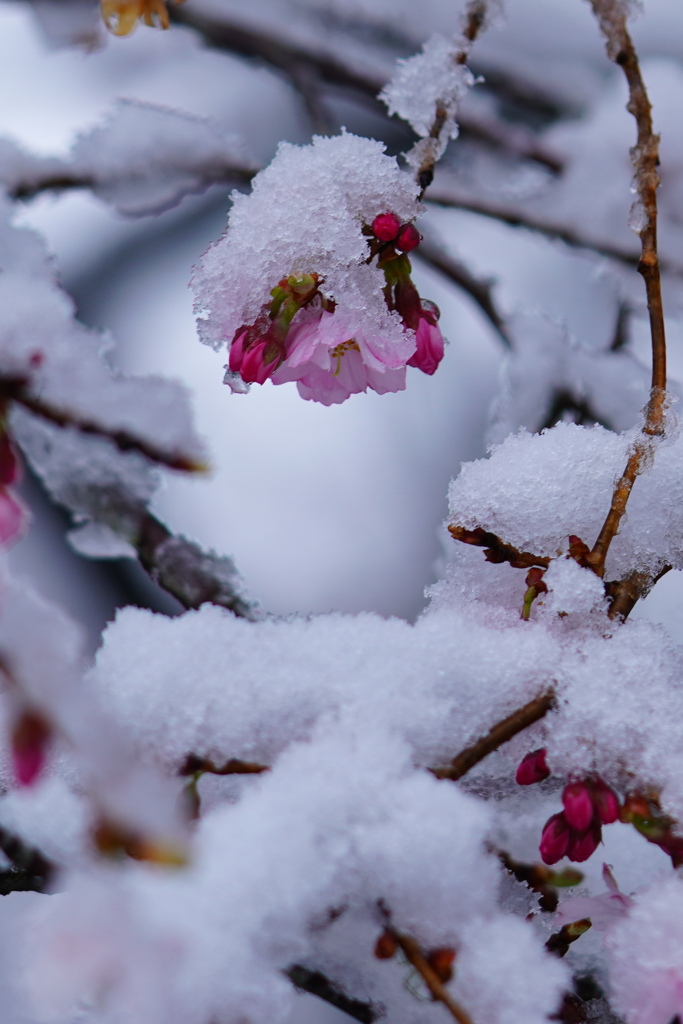 雪桜