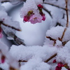 雪桜