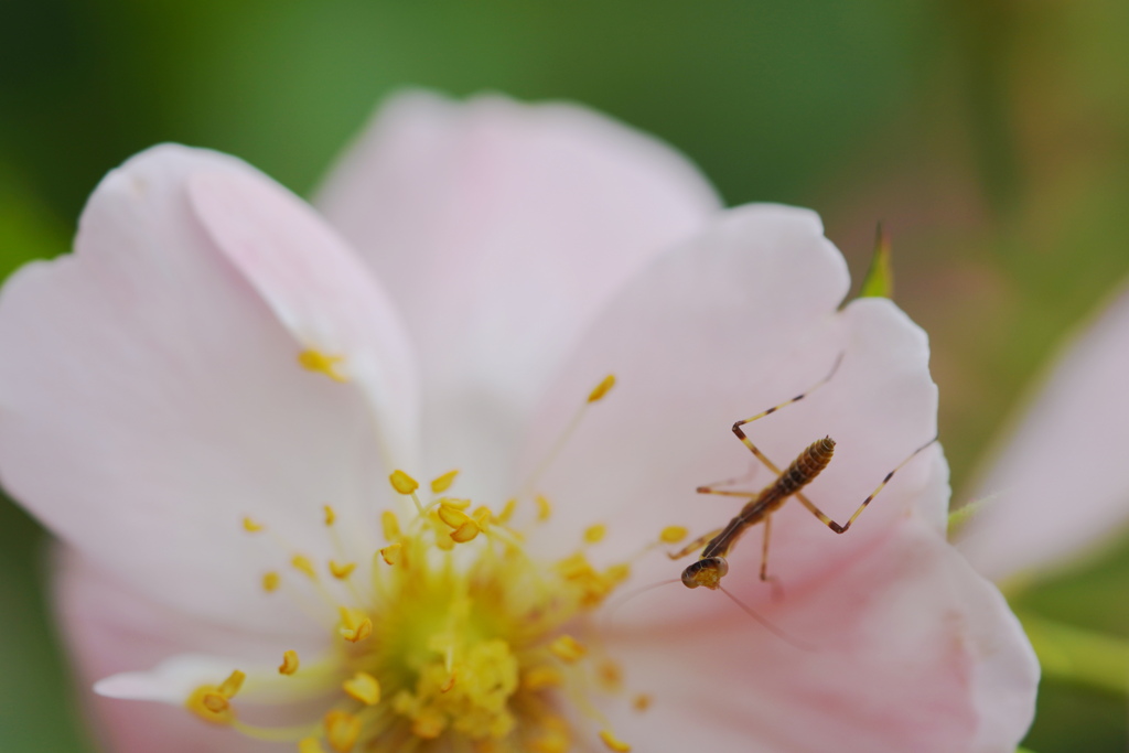 カマキリの子