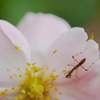 カマキリの子