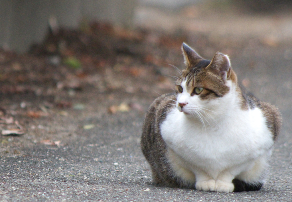 たそがれる