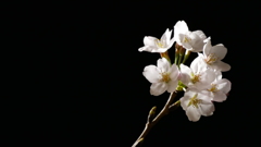 夜桜