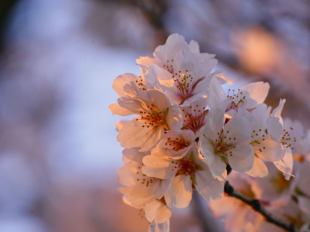 3月の桜