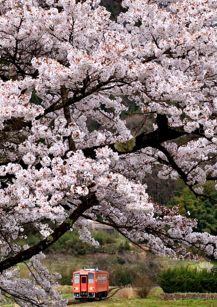 桜色の列車がやってきた