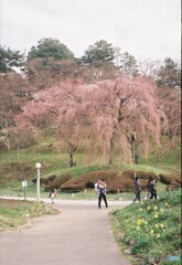 春初め -子連れと桜-