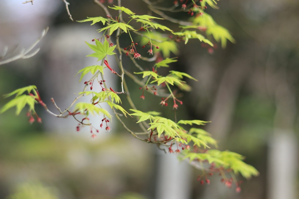桜のそばにある緑