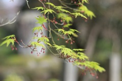 桜のそばにある緑