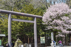 鳥居と桜