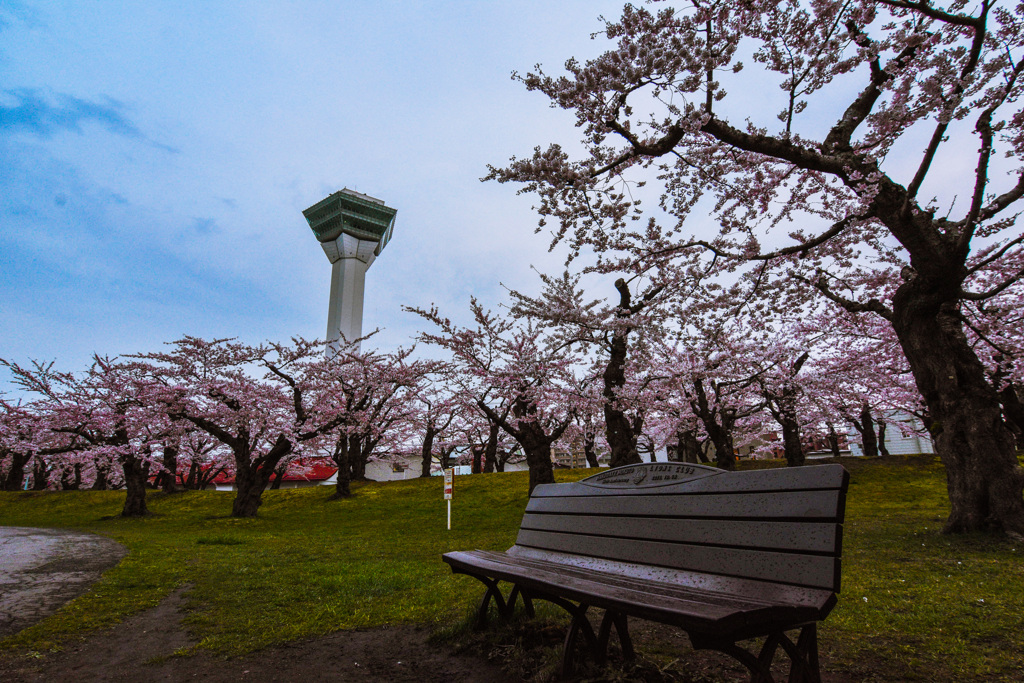 函館五稜郭公園　桜並木