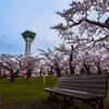 函館五稜郭公園　桜並木