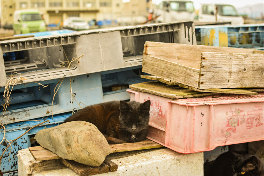 漁港と野良猫