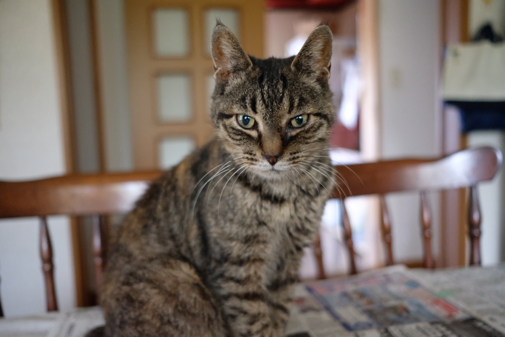 2019年5月　愛猫３