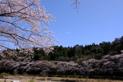 地元の桜