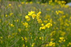 2019年4月　菜の花