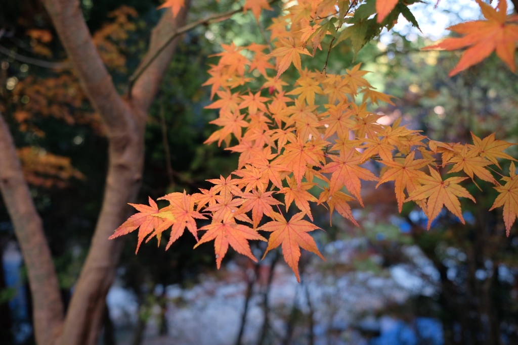 2019年12月　宇賀渓にて３