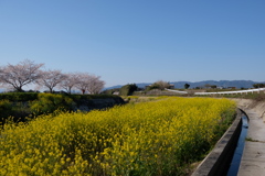 菜の花の川