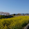 菜の花の川