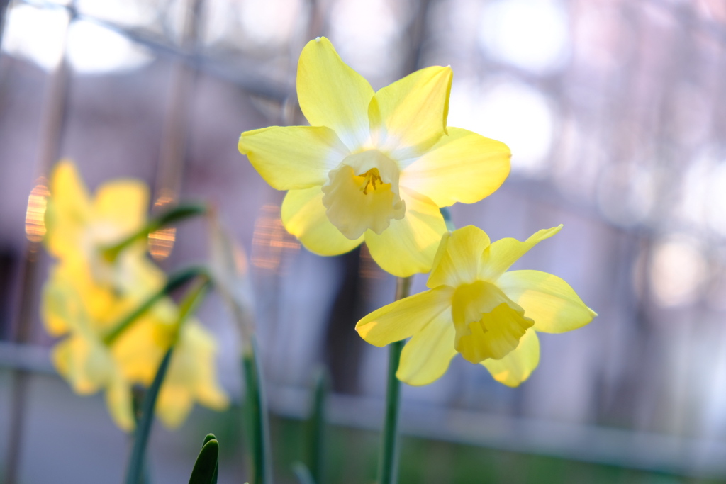 2019年4月　自宅花壇