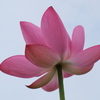 蓮３
