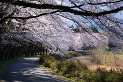 2019年4月　桜トンネル