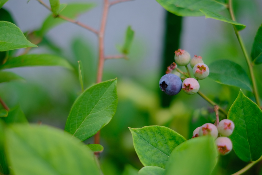 自宅花壇　ブルーベリー１
