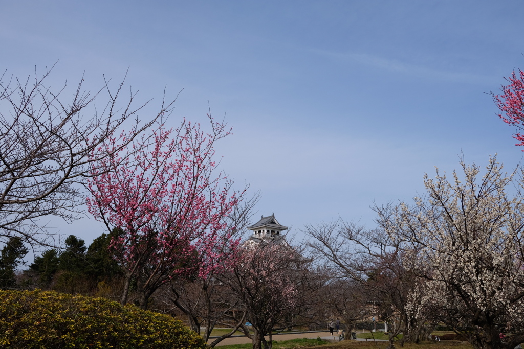 2020年3月　滋賀にて１