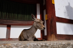 2019年11月　奈良にて１
