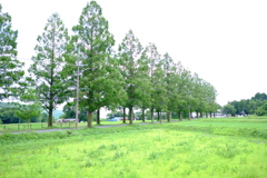 滋賀県　メタセコイアの木３