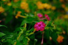 自宅花壇３　020709