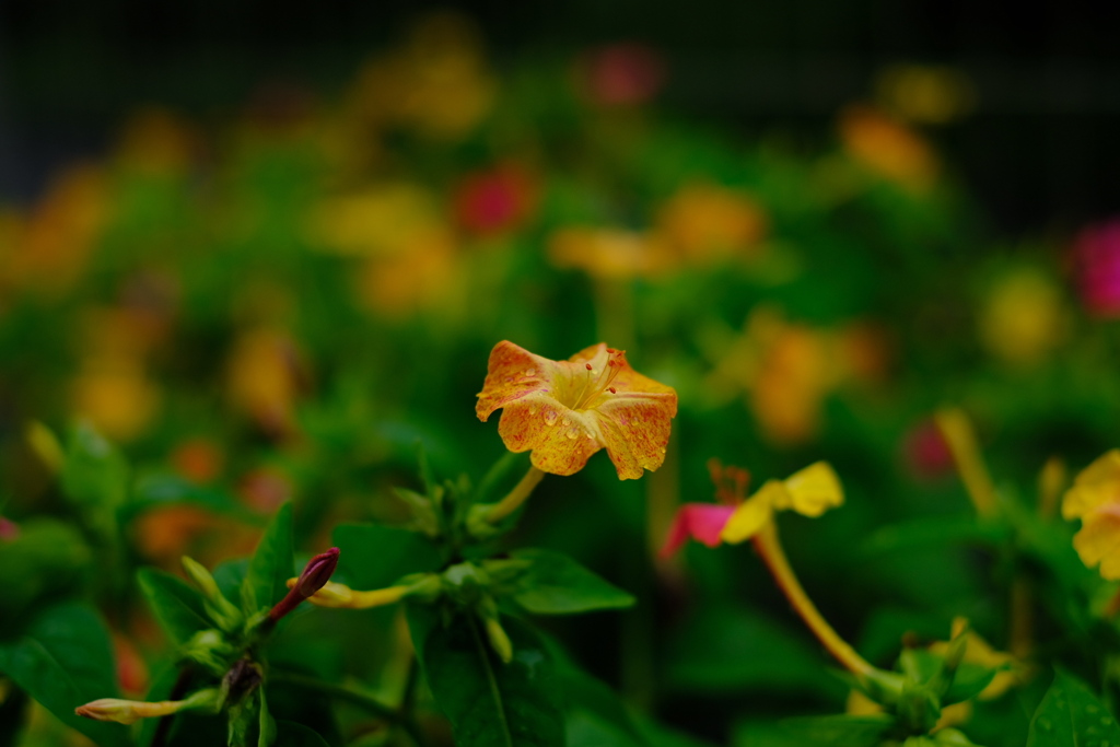 自宅花壇１　020709