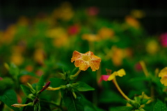 自宅花壇１　020709