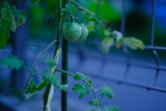 青いトマト　家庭菜園