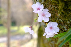 2019年4月　桜