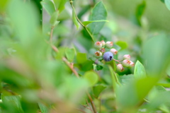 自宅花壇　ブルーベリー２