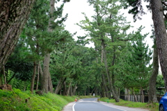 御油の松並木１