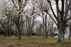 散歩道１