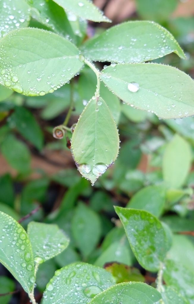 雨の雫
