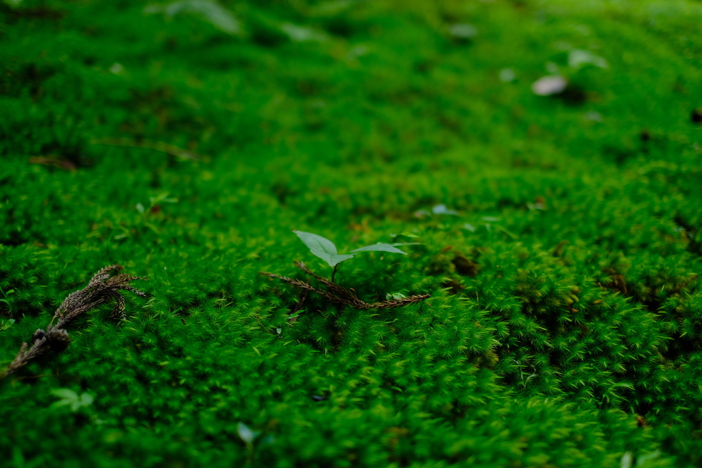 滋賀県　百済寺６
