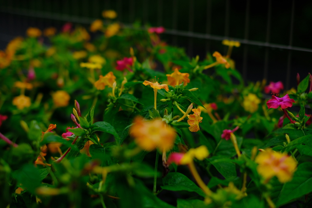 自宅花壇２　020709