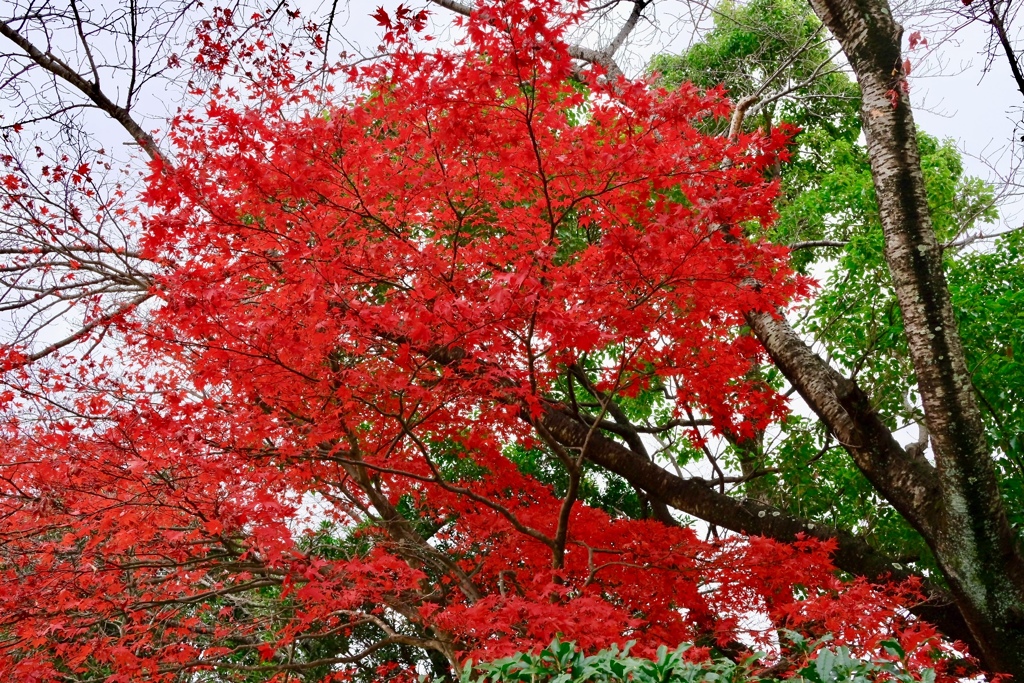 2019年12月　散歩道１