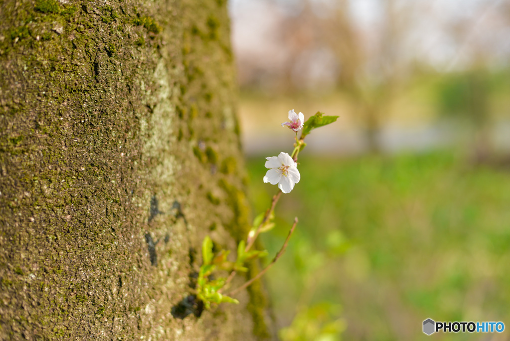 一輪の桜