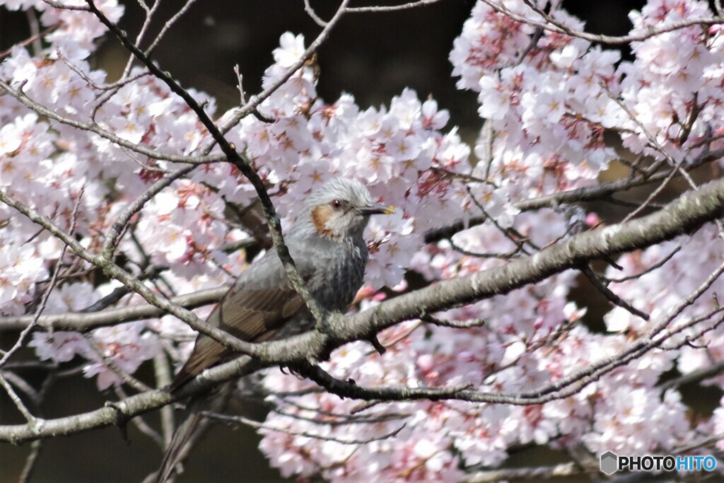 ヒヨドリと桜①
