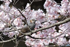 ヒヨドリと桜①