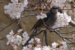 ヒヨドリと桜②