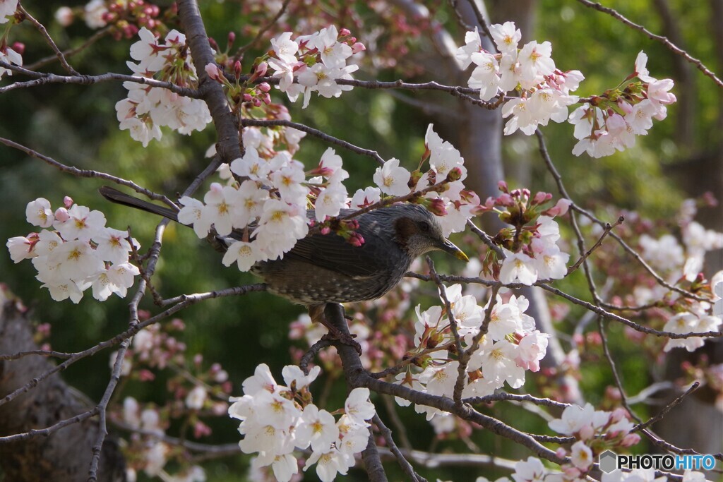 ヒヨドリと桜③