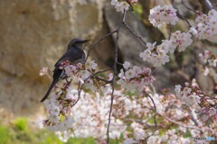 ヒヨドリと桜④