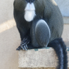 ブラッザグェノン_東武動物公園